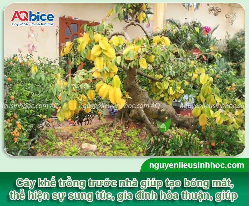 Trồng cây khế trước nhà có tốt không? Cần lưu ý điều gì?