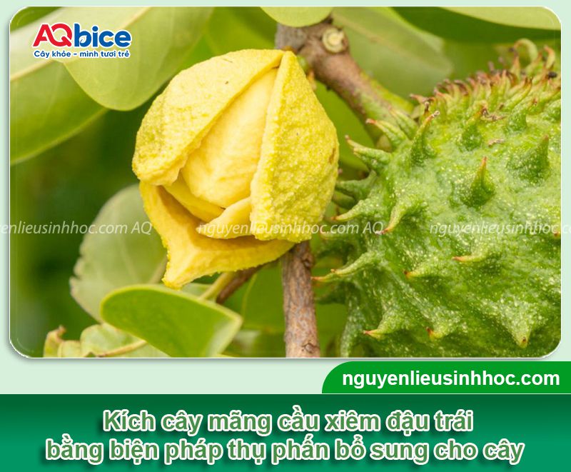 Cách làm cho mãng cầu xiêm đậu trái năng suất cao