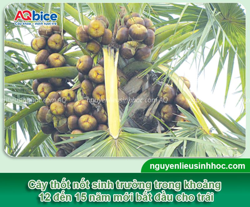 Cây thốt nốt bao nhiêu năm có trái? Năng suất canh tác