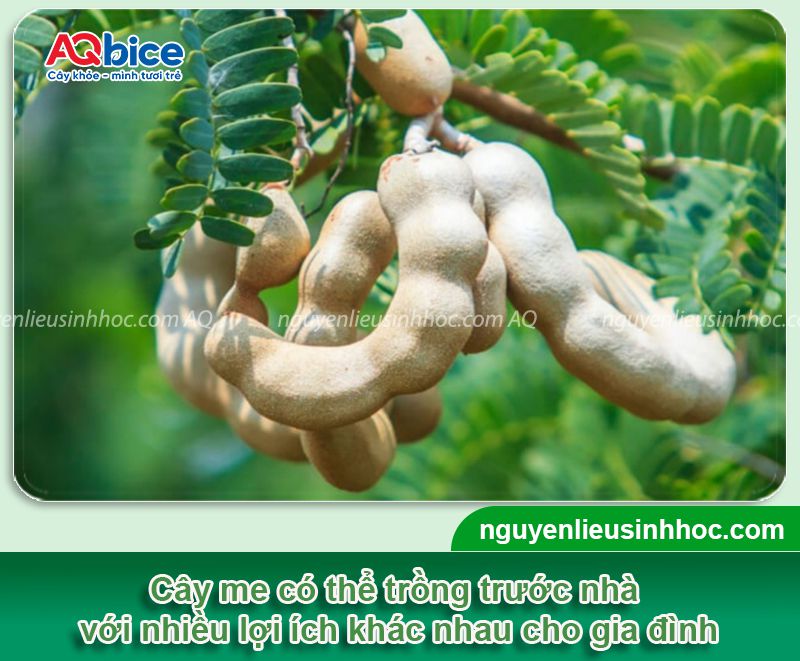 Trồng cây me trước nhà có tốt không? Một số lưu ý