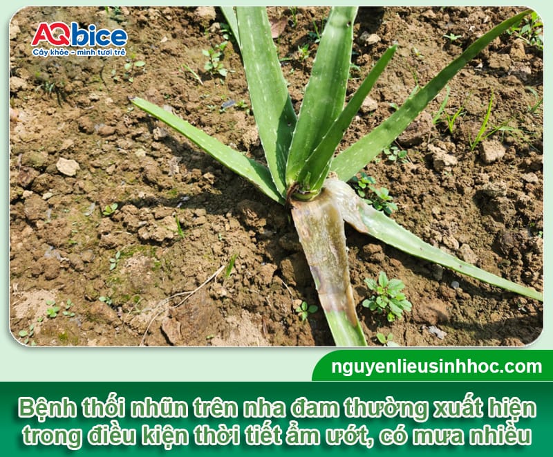 Bệnh thối nhũn trên nha đam: Nguyên nhân và Cách xử lý