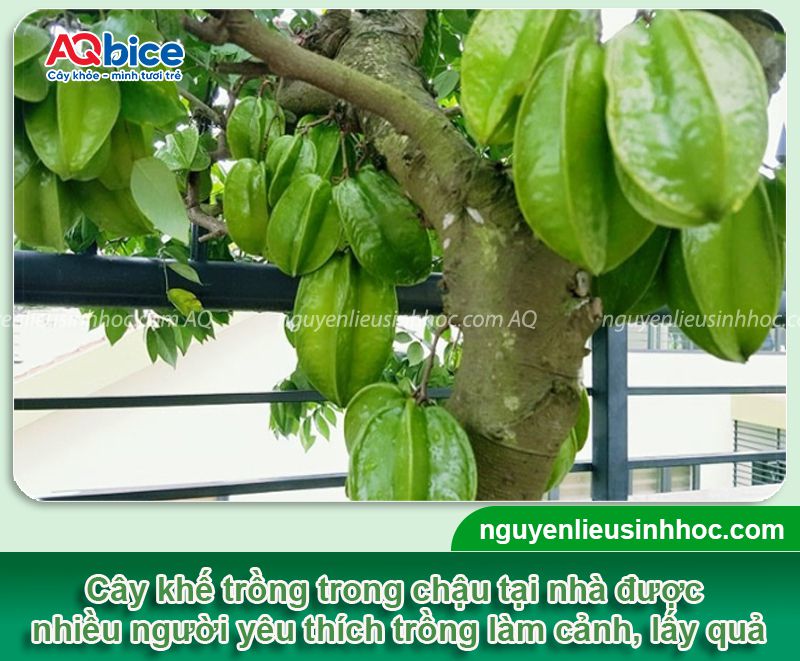 Cách chăm cây khế trong chậu nhanh ra quả, ít sâu bệnh