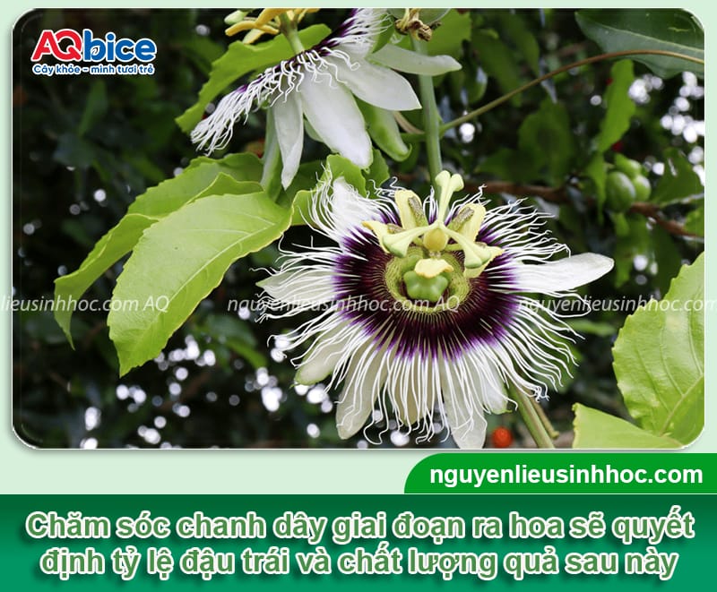 Cách chăm sóc chanh dây khi ra hoa, đạt tỷ lệ đậu trái cao