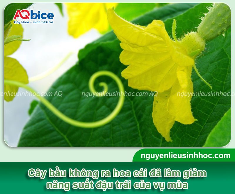 Cách làm cây bầu ra hoa cái để thụ phấn hiệu quả 1 Cách làm cây bầu ra hoa cái đúng kỹ thuật cho năng suất cao