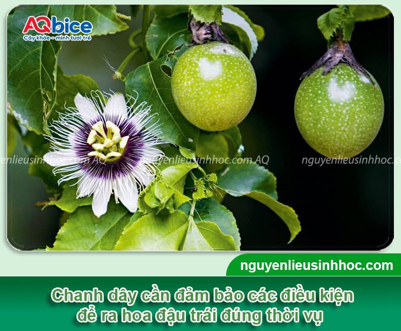 Cách làm cây chanh dây ra hoa và tăng tỷ lệ đậu trái