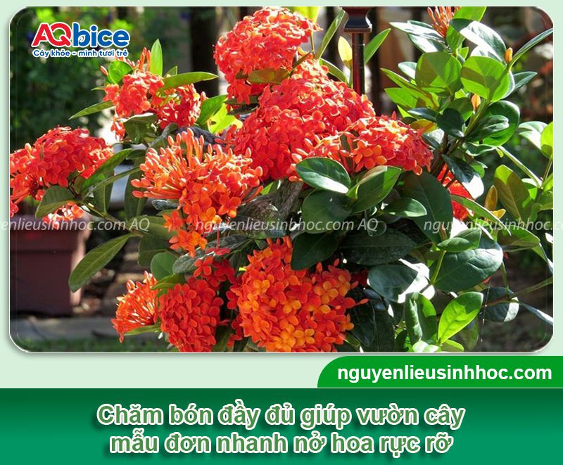 Cách làm cho cây mẫu đơn ra hoa đều màu, rực rỡ