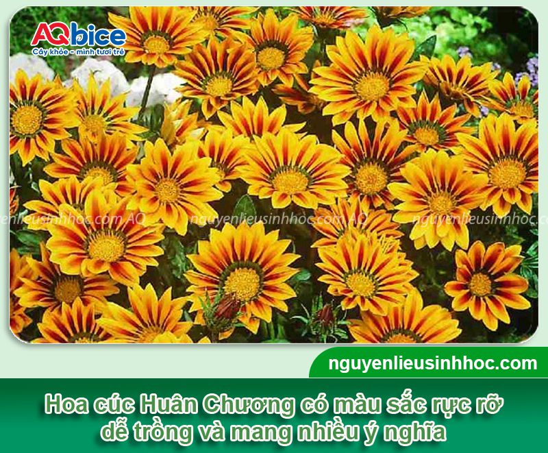 Cách trồng hoa cúc Huân Chương và chăm hoa nở dịp Tết 1 Cách trồng hoa cúc Huân Chương và chăm hoa nở dịp Tết