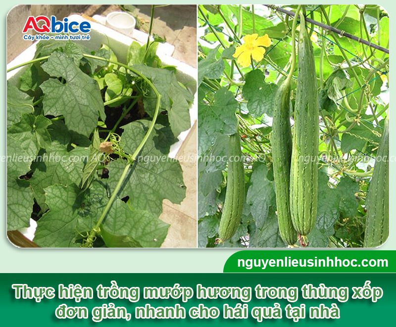 Cách trồng mướp hương trong thùng xốp sai quả, ít sâu bệnh