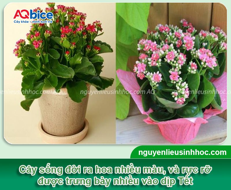 Tại sao cây sống đời không ra hoa? Cách kích cây ra hoa rực rỡ