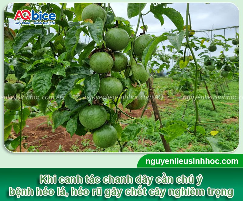 Cây chanh dây bị héo lá: Nguyên nhân, phòng trị hiệu quả