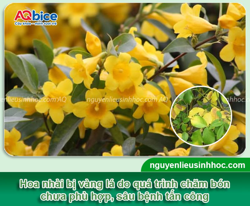 Cây hoa nhài bị vàng lá: Nguyên nhân, khắc phục hiệu quả