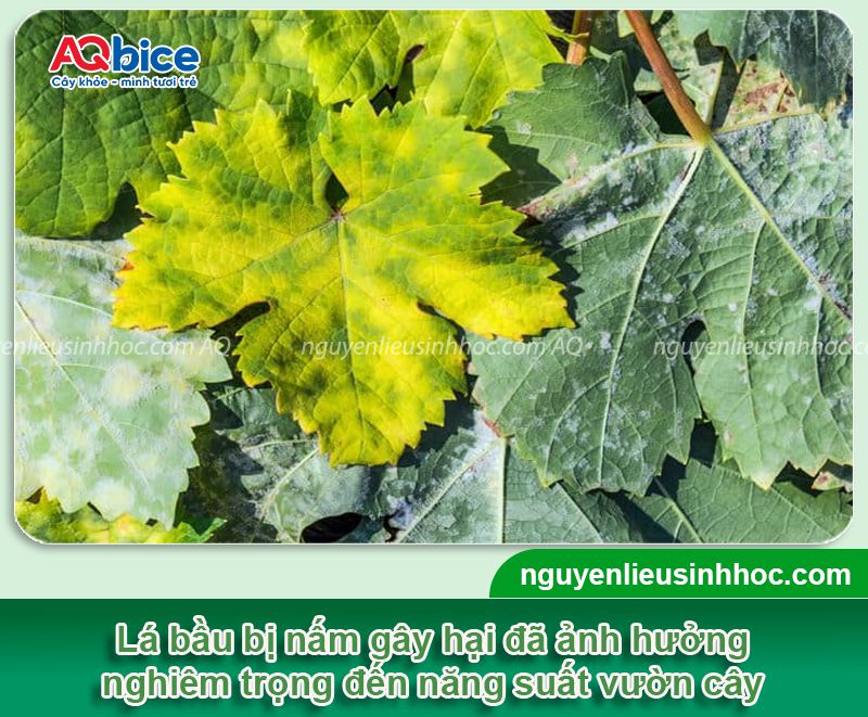Cây bầu bị nấm lá: Nguyên nhân, dấu hiệu và Cách xử lý 1 Cây bầu bị nấm lá: Nguyên nhân, dấu hiệu và cách xử lý