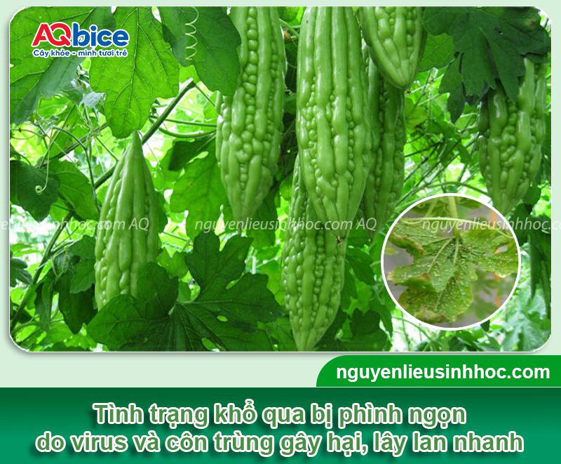 Khổ qua bị phình ngọn do đâu và Cách phòng trị hiệu quả 1 Khổ qua bị phình ngọn: Nguyên nhân, phòng trị hiệu quả