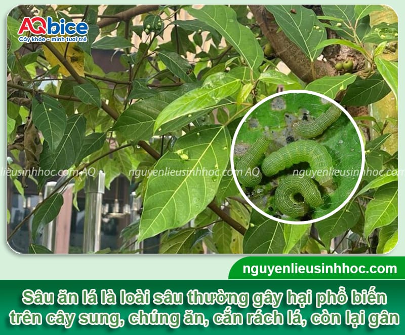 Nhận biết sâu cây sung và cách phòng trừ an toàn, hiệu quả
