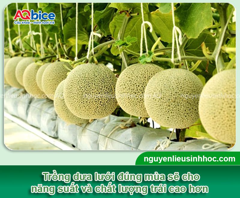 Dưa lưới trồng tháng mấy? Thời vụ trồng cho năng suất cao