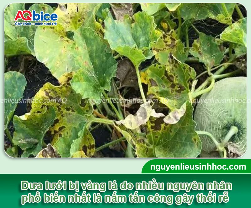 Cây dưa lưới bị vàng lá: Nguyên nhân, phòng trị hiệu quả