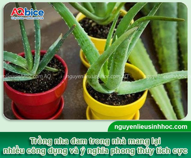 Trồng cây nha đam trong nhà có tốt không? Vị trí phù hợp 1 Trồng cây nha đam trong nhà có tốt không? Vị trí phù hợp