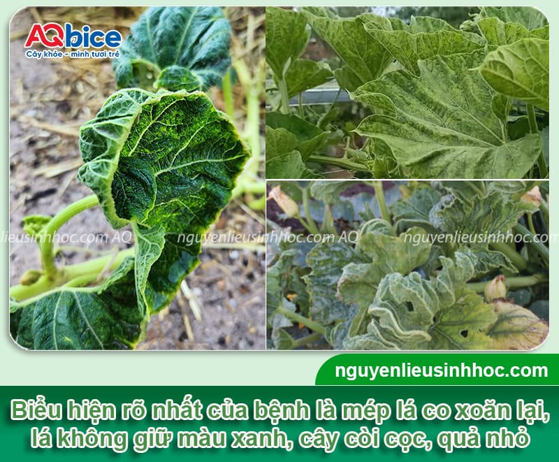 Cây bầu bị xoăn lá nguyên nhân do đâu và cách phòng bệnh