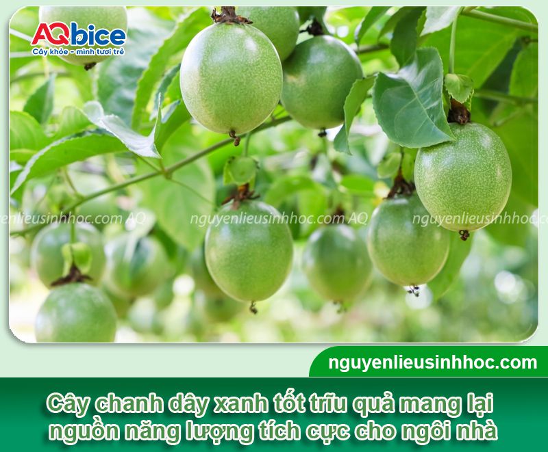 Trồng cây chanh dây trước nhà có tốt không? Ý nghĩa phong thủy