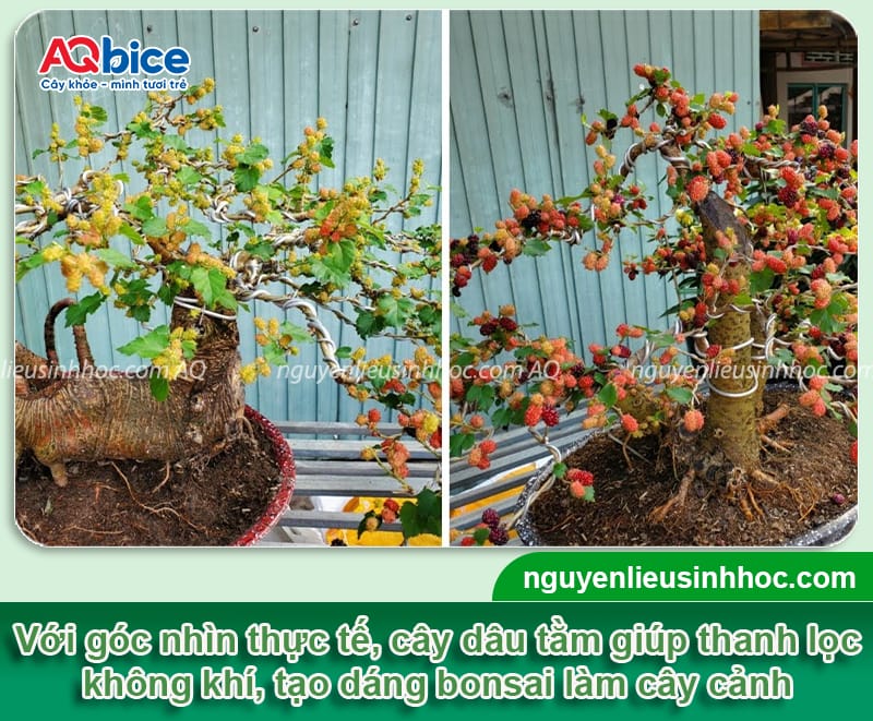 Trồng cây dâu tằm trước nhà có tốt không? Góc nhìn khoa học và phong thủy