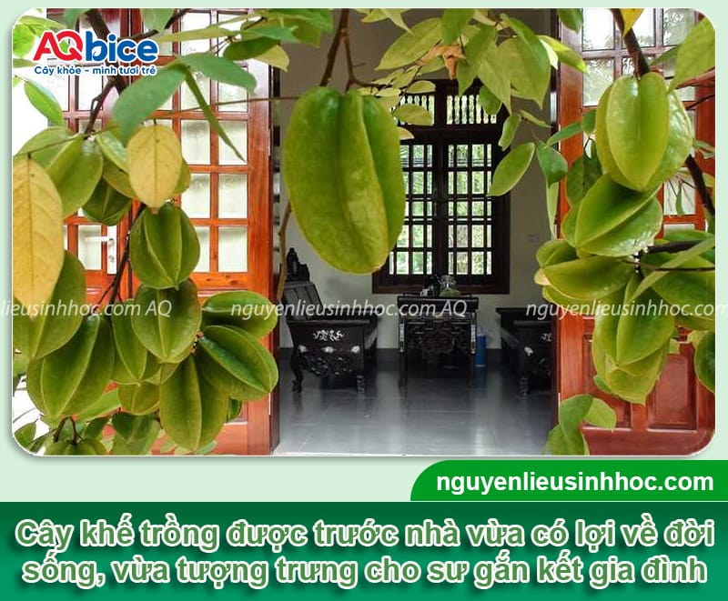 Trồng cây khế trước nhà có tốt không? Cần lưu ý điều gì? 3 Trồng cây khế trước nhà có tốt không? Cần lưu ý điều gì?