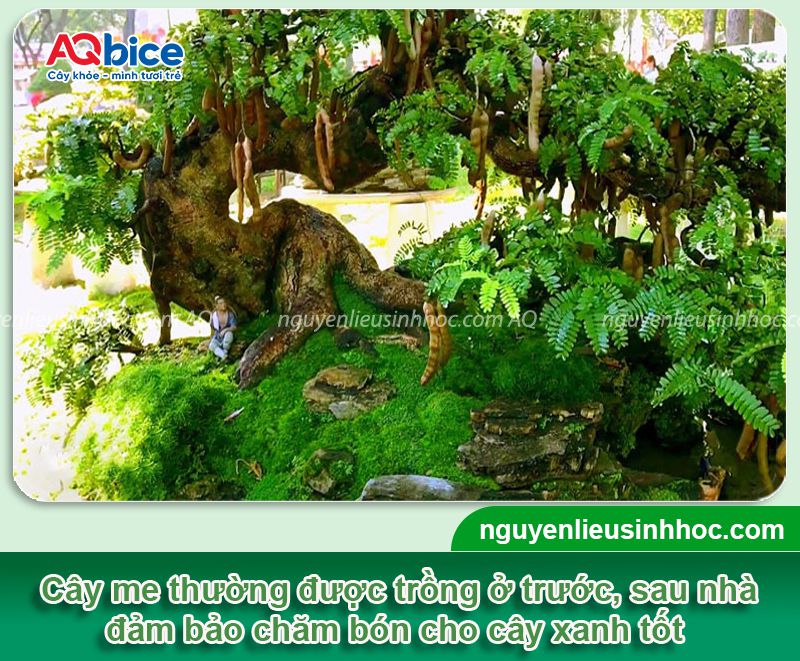 Trồng cây me trước nhà có tốt không? Một số lưu ý