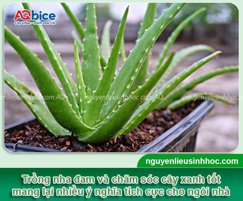 Trồng cây nha đam trong nhà có tốt không? Vị trí phù hợp