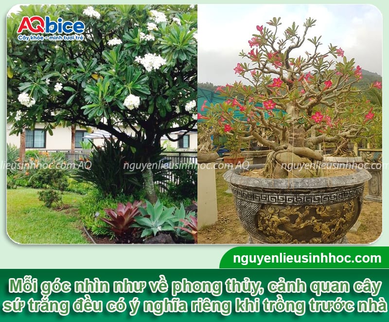 Trồng cây sứ trắng trước nhà có tốt không, lưu ý điều gì? 3 Trồng cây sứ trắng trước nhà có tốt không, cần lưu ý điều gì