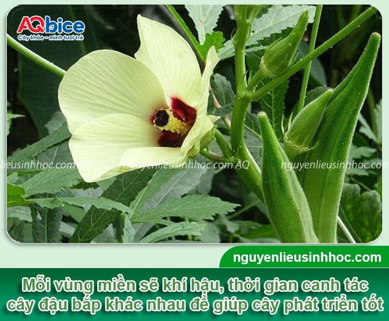 Trồng đậu bắp vào tháng mấy, cần chú ý đến các yếu tố gì? 3 Trồng đậu bắp vào tháng mấy, cần chú ý đến các yếu tố gì?