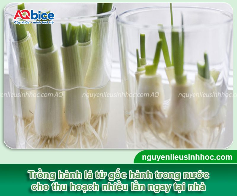Hướng dẫn các cách trồng hành lá thủy canh đơn giản tại nhà