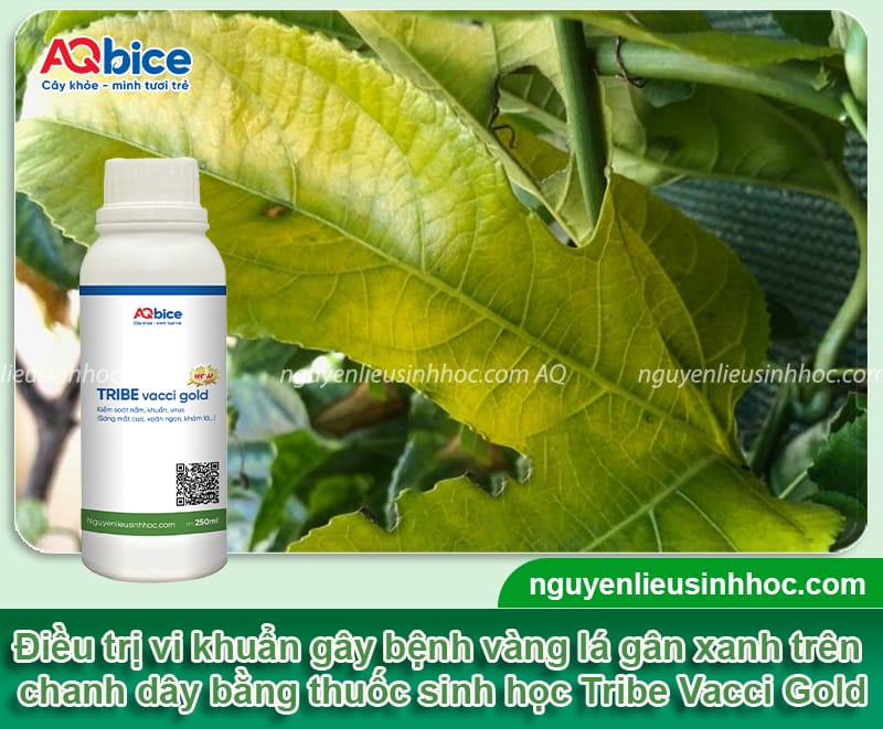 Phòng trừ bệnh vàng lá gân xanh trên cây chanh dây hiệu quả