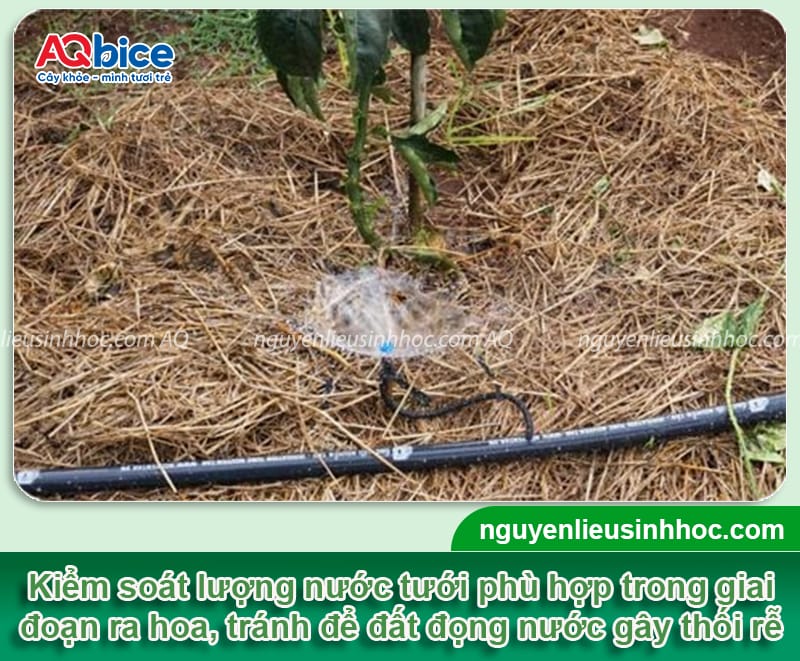 Cách chăm sóc chanh dây khi ra hoa, đạt tỷ lệ đậu trái cao