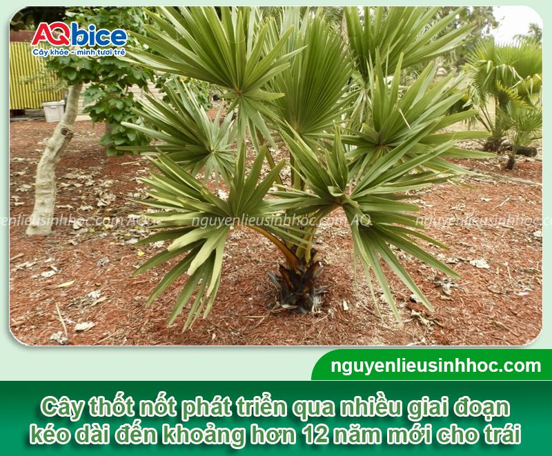 Cây thốt nốt bao nhiêu năm có trái? Kỹ thuật chăm sóc 3 Cây thốt nốt bao nhiêu năm có trái? Năng suất canh tác