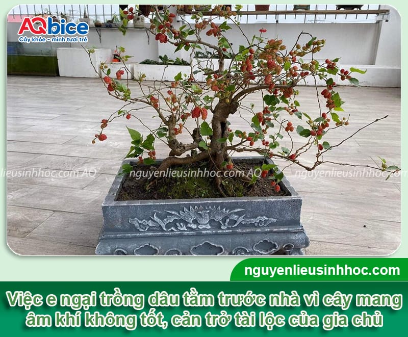 Trồng cây dâu tằm trước nhà có tốt không? Góc nhìn khoa học và phong thủy