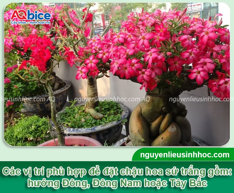 Trồng cây sứ trắng trước nhà có tốt không, lưu ý điều gì? 4 Trồng cây sứ trắng trước nhà có tốt không, cần lưu ý điều gì