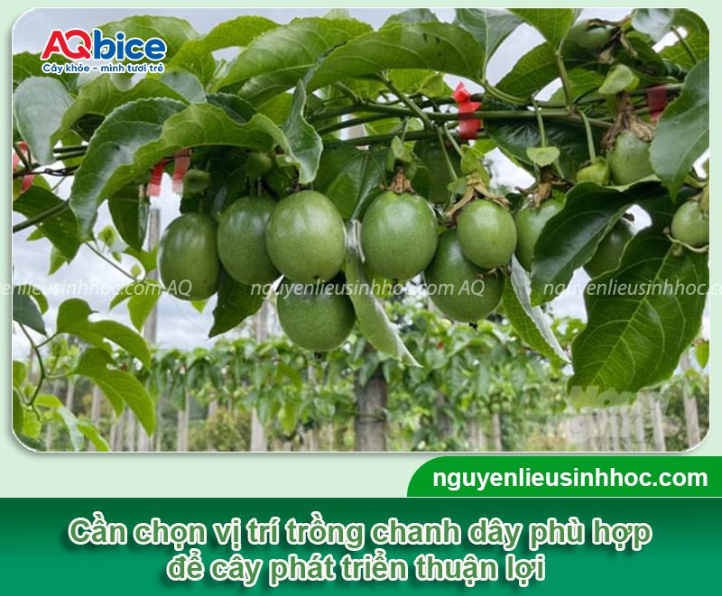 Trồng cây chanh dây trước nhà có tốt không? Ý nghĩa phong thủy