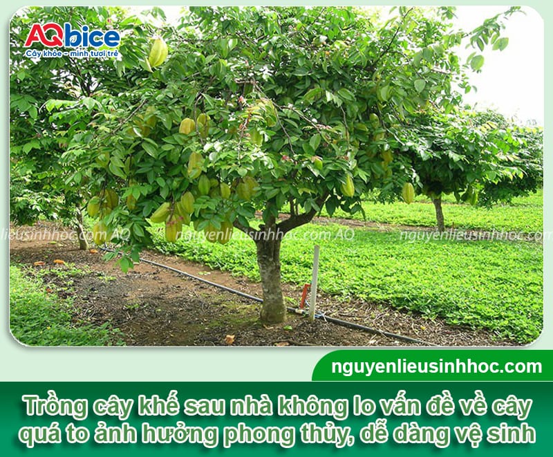 Trồng cây khế trước nhà có tốt không? Cần lưu ý điều gì? 4 Trồng cây khế trước nhà có tốt không? Cần lưu ý điều gì?