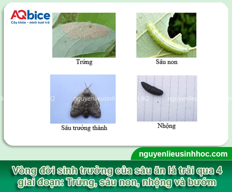 Nhận biết sâu cây sung và cách phòng trừ an toàn, hiệu quả