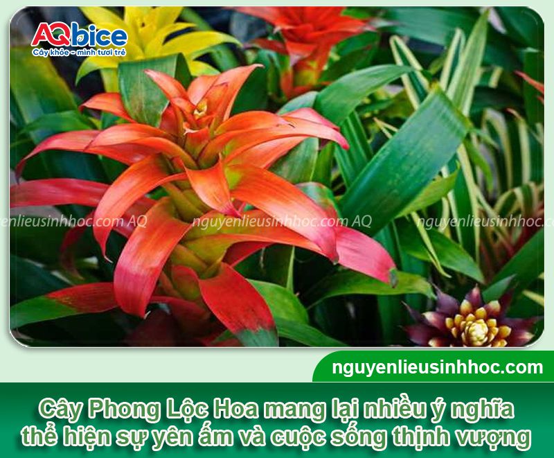Cách chăm sóc cây Phong Lộc Hoa và Ý nghĩa phong thủy 2 Cách chăm sóc cây Phong Lộc Hoa và Ý nghĩa phong thủy