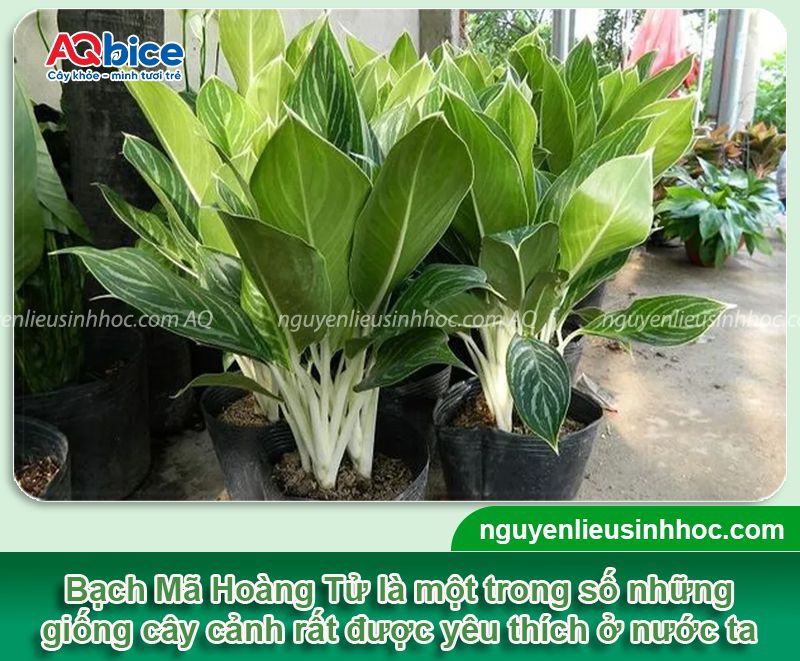 Cách chăm sóc cây Bạch Mã Hoàng Tử xanh tốt quanh năm