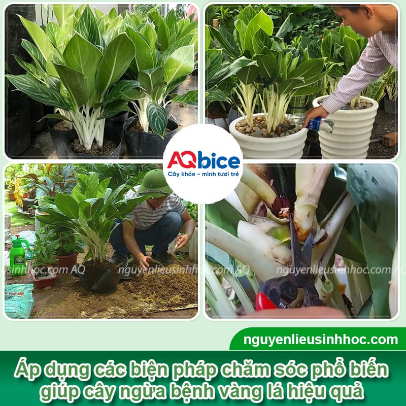 Cây bạch mã hoàng tử bị vàng lá do đâu & Cách phòng trừ 3 Phòng trừ cây bạch mã hoàng tử bị vàng lá bằng biện pháp an toàn