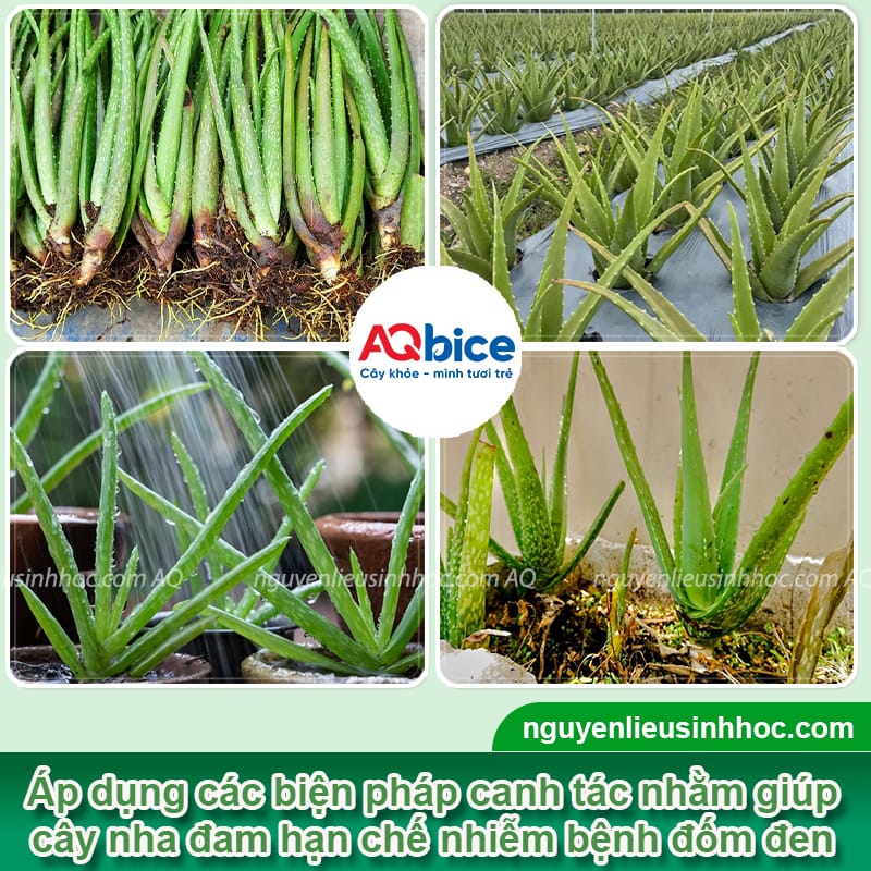 Nhận biết nha đam bị đốm đen và cách phòng trừ an toàn