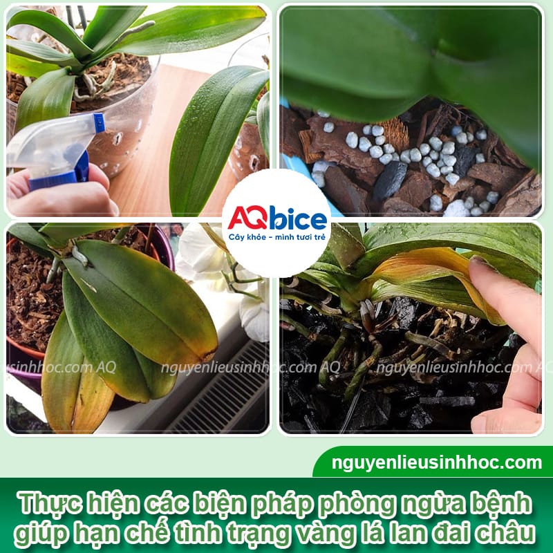 Nguyên nhân lan đai châu bị vàng lá và cách phòng trừ