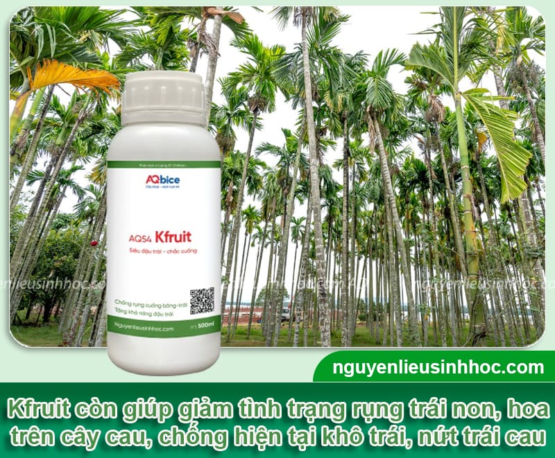 Trồng cau bao lâu có trái, thời điểm phù hợp để trồng