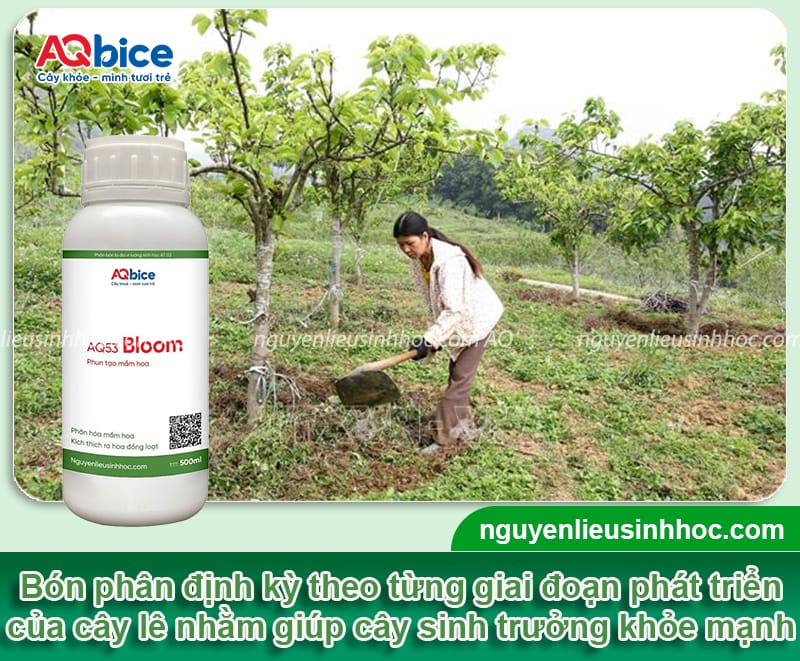 Hướng dẫn cách trồng cây lê từ hạt nhanh ra quả, ít sâu bệnh 5 Cách trồng cây lê từ hạt cho cây khỏe mạnh, nhanh ra quả