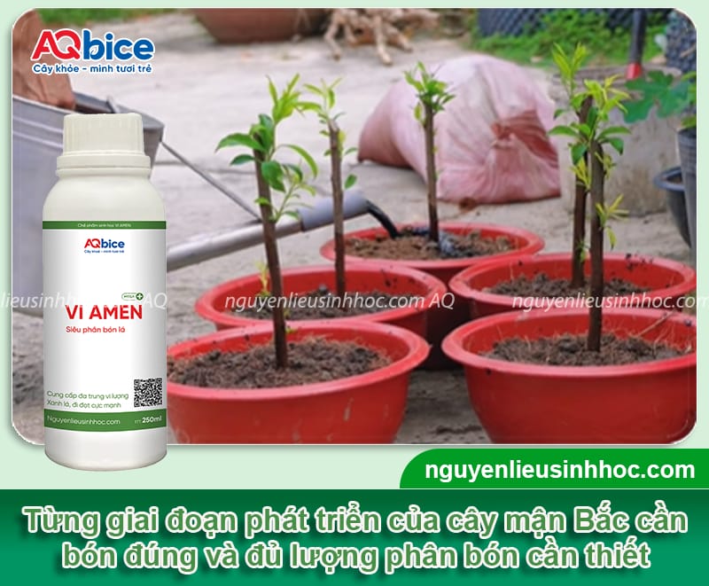 Hướng dẫn cách trồng cây mận Bắc lớn nhanh, cho sai trái