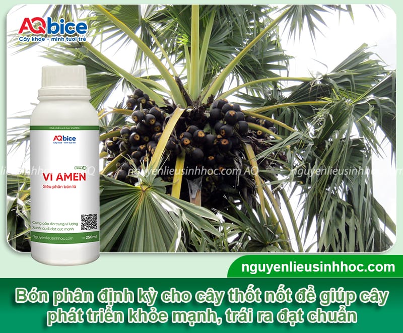 Hướng dẫn cách trồng cây thốt nốt và chăm sóc đúng kỹ thuật 5 Hướng dẫn cách trồng cây thốt nốt và chăm sóc đúng cách