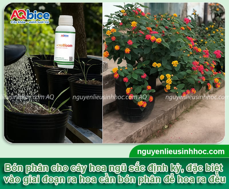 Hướng dẫn cách trồng cây hoa ngũ sắc bằng hạt và giâm cành 5 Hướng dẫn cách trồng cây hoa ngũ sắc bằng hạt và giâm cành