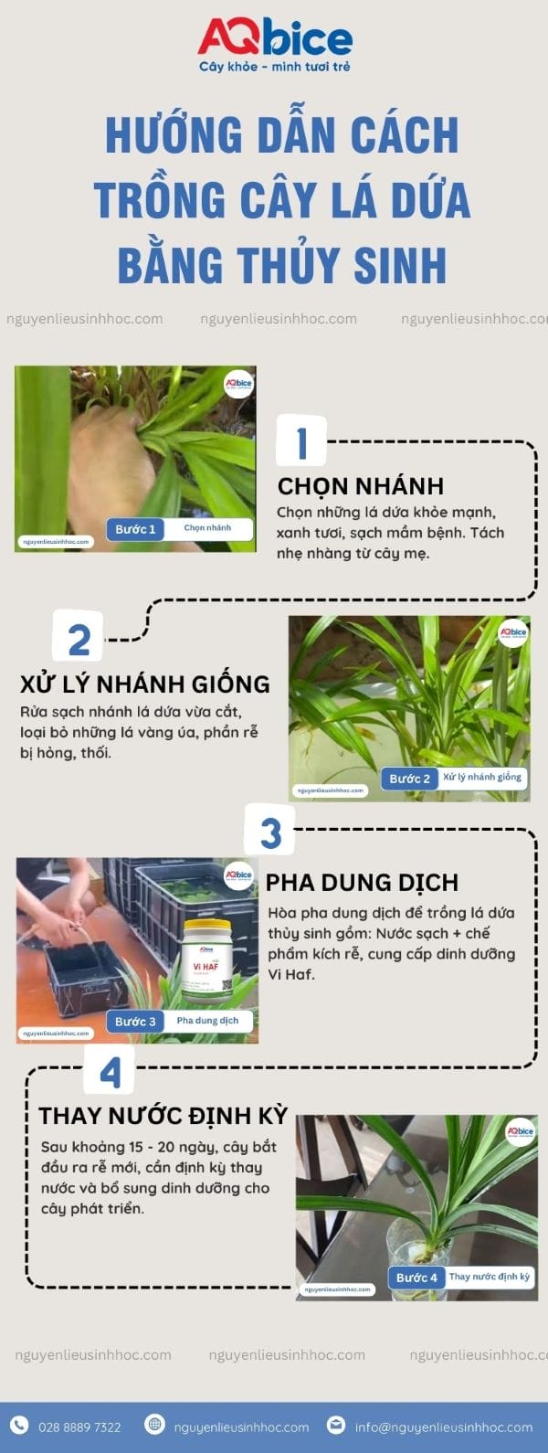 Cây lá dứa trồng thủy sinh: Cách trồng và chăm sóc hiệu quả