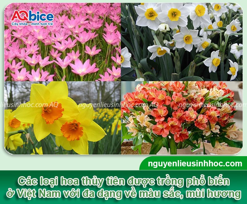 Hướng dẫn cách trồng hoa thủy tiên bằng thủy sinh và đất